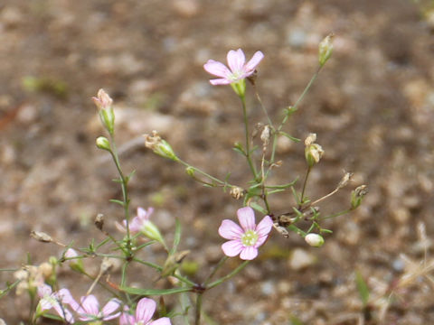 Gypsophila muralis