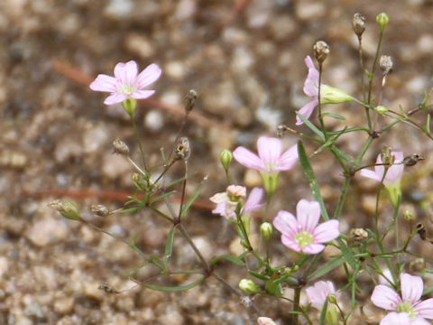 Gypsophila muralis