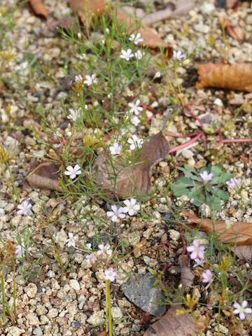 Gypsophila muralis