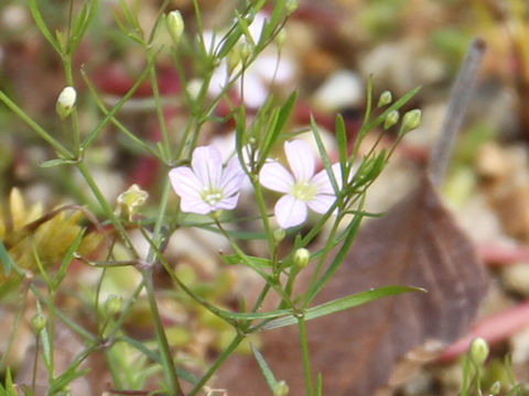 Gypsophila muralis