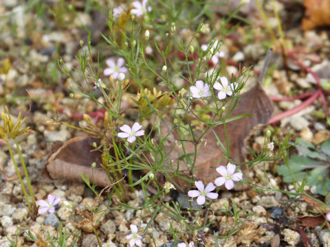 Gypsophila muralis