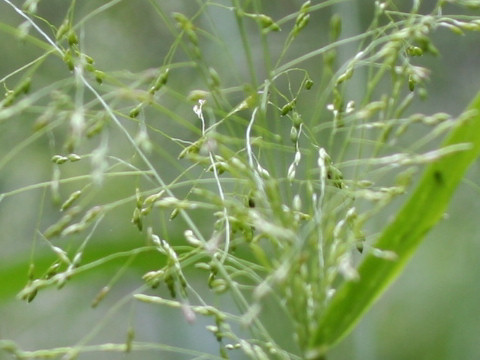 Panicum bisulcatum