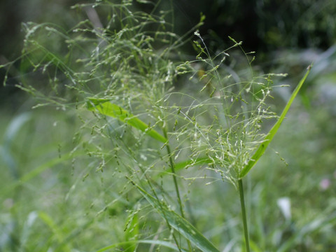 Panicum bisulcatum