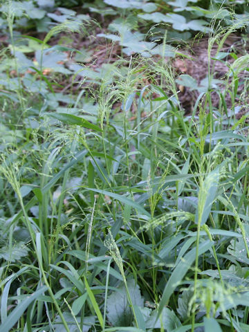 Panicum bisulcatum