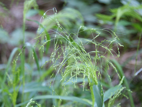 Panicum bisulcatum