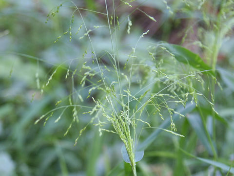 Panicum bisulcatum