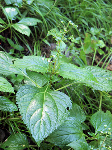 Adenostemma lavenia