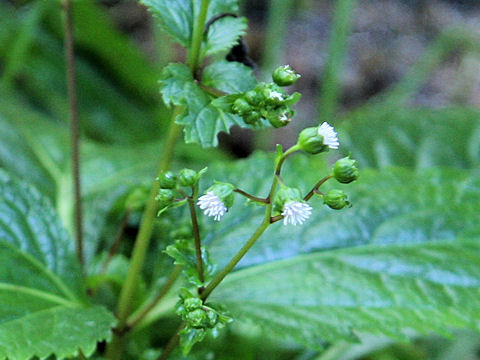 Adenostemma lavenia