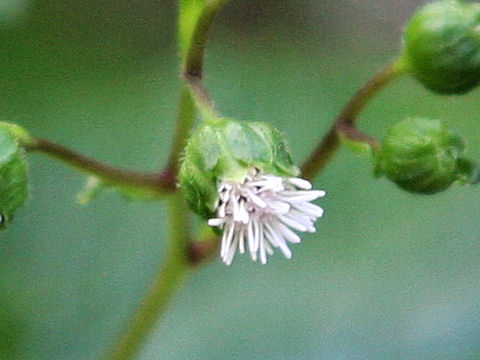 Adenostemma lavenia