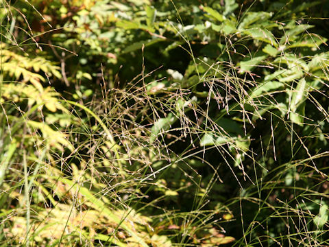 Moliniopsis japonica