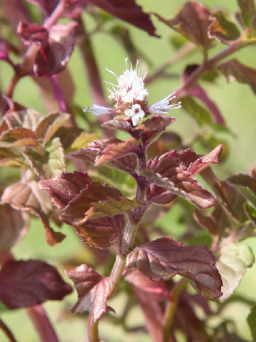 Mentha aquatica