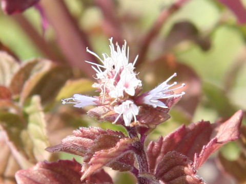 Mentha aquatica