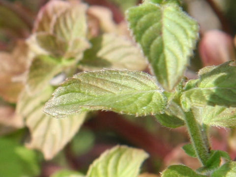 Mentha aquatica