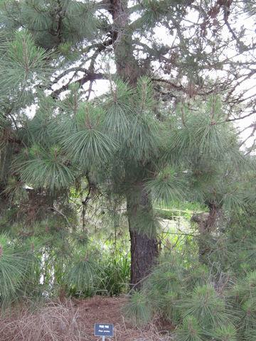 Pinus serotina