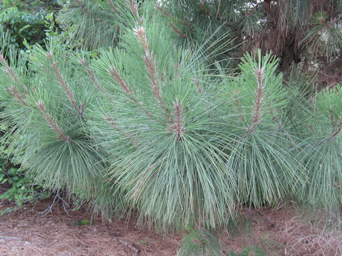 Pinus serotina