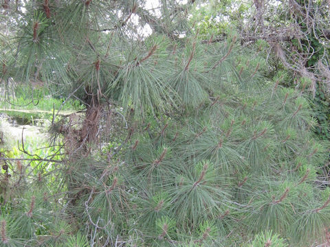 Pinus serotina