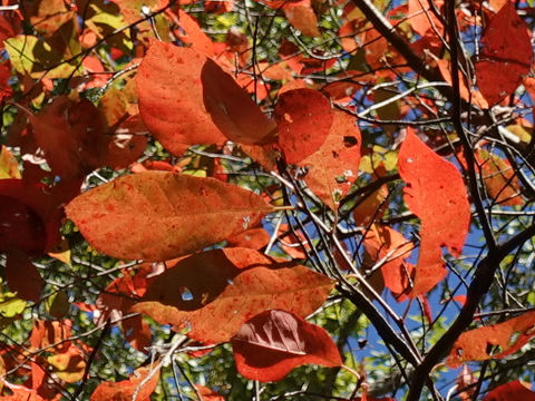 Nyssa sylvatica