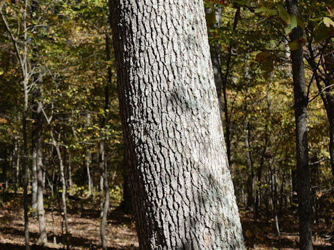 Nyssa sylvatica