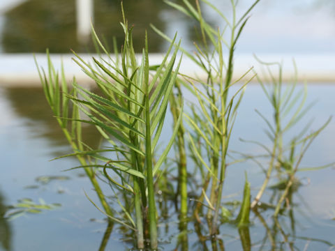 Sium suave ssp. nipponicum