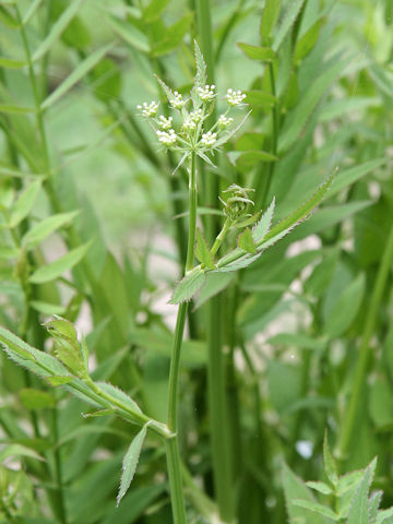 Sium suave ssp. nipponicum