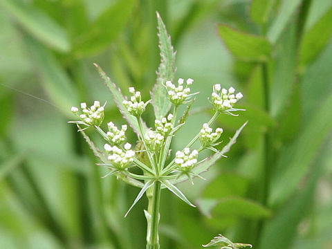 Sium suave ssp. nipponicum