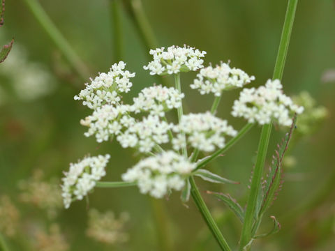 Sium suave ssp. nipponicum