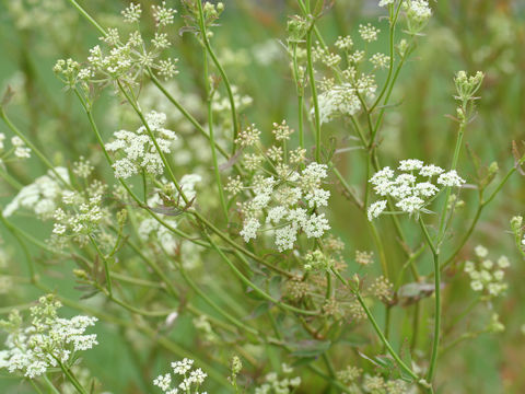 Sium suave ssp. nipponicum