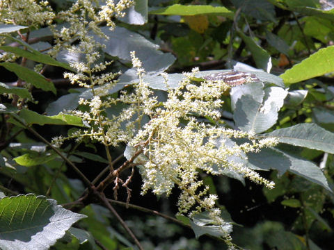 Rhus javanica