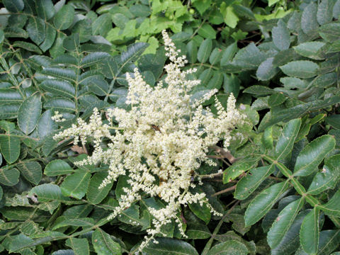 Rhus javanica