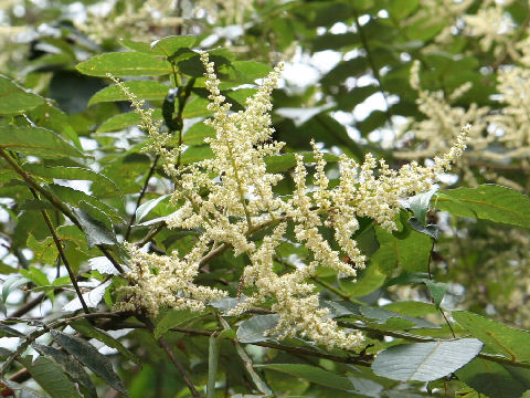 Rhus javanica