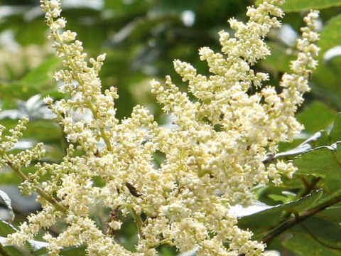 Rhus javanica