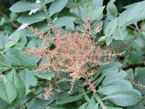 Rhus javanica