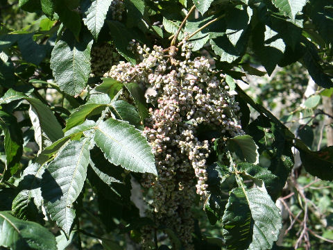 Rhus javanica