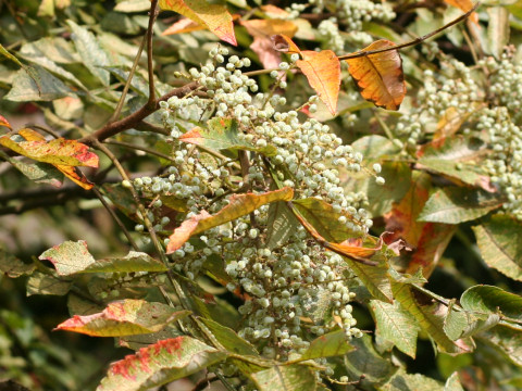 Rhus javanica