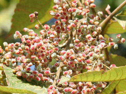 Rhus javanica