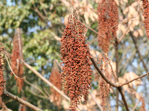 Rhus javanica