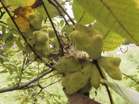 Rhus javanica