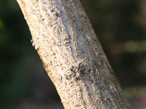 Rhus javanica