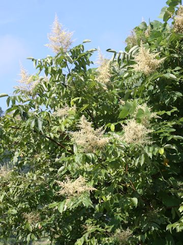 Rhus javanica