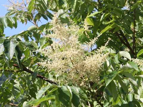 Rhus javanica