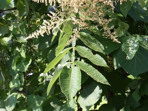 Rhus javanica