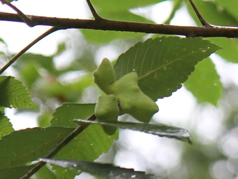 Rhus javanica