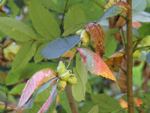 Rhus javanica