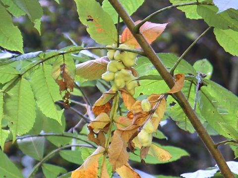 Rhus javanica