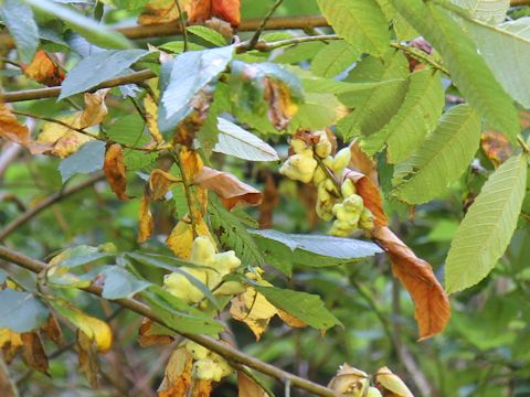 Rhus javanica