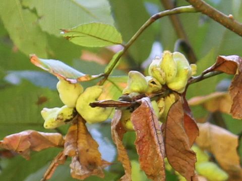 Rhus javanica