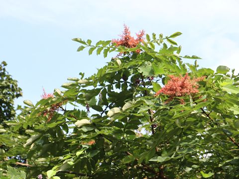 Rhus javanica