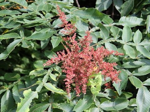 Rhus javanica