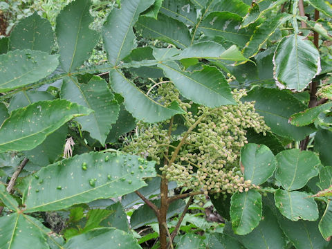 Rhus javanica