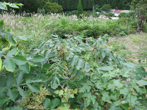 Rhus javanica